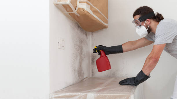 Professional Attic Mold Removal technician working in Fulton, NY