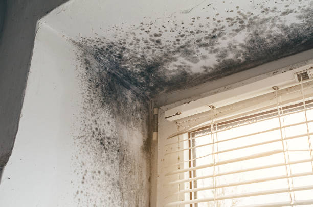 Trusted Black Mold Removal service in Fulton, NY - Cheap Mold Removal