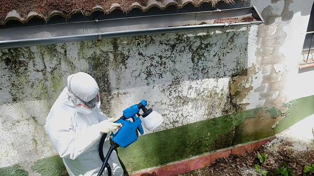 Trusted Attic Mold Removal service in Fulton, NY - Cheap Mold Removal